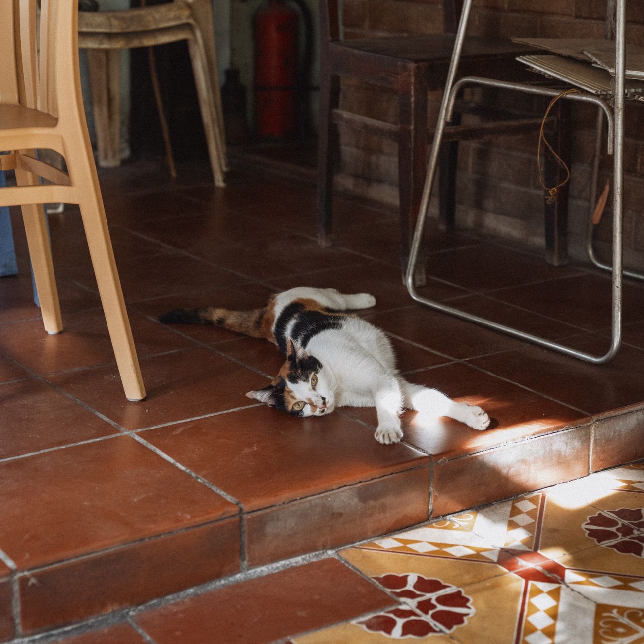 Pet sitter feeding a cat in a kitchen